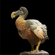 Dodo (Mauritius)