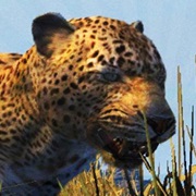 Consume Peyote Plants