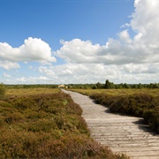 Corlea Trackway, Ireland