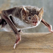 Bat