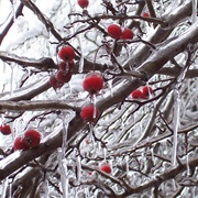 Ice Storm