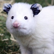 Possum