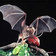 Fruit Bat