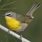 Yellow-Breasted Chat