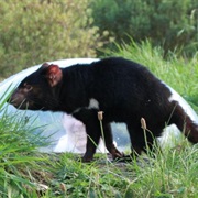 Unzoo, Tasmania