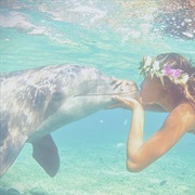Kiss a Dolphin