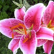 Stargazer Lilies