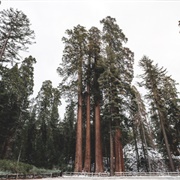 Sequoia National Park, California