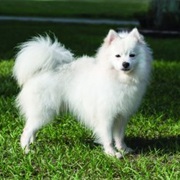American Eskimo Dog