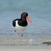Eurasian Oystercatcher (Faroe Islands)
