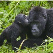 Bwindi Impenetrable Forest