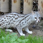Pardine Genet