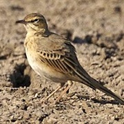 Tawny Pipit