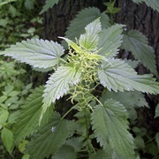 Common Nettle (Urtica Dioica)