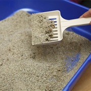 Clean the Litter Box