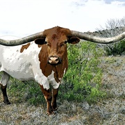 Texas Longhorn
