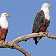 African Fish-Eagle (Multiple)