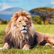 Visit a Wild Animal Preserve, South Africa