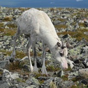 Pallas-Yllastunturi NP, Finland
