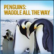 Penguins: Waddle All the Way