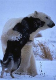 Nature's Weirdest Events (2013)