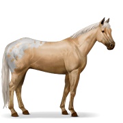 Appaloosa - Palomino Spotted Blanket