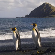 Macquarie Island, Antarctica