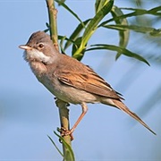 Common Whitethroat
