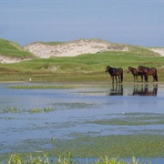 Sable Island National Park Reserve