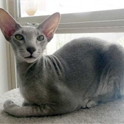 Peterbald