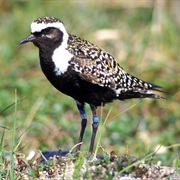 American Golden-Plover