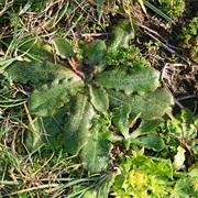 Catsear (Hypochaeris Radicata)