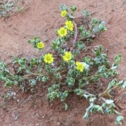 Large Pigweed (Portulaca Intraterranea)
