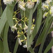 Cherbourg National Park (QLD)