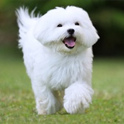Maltese