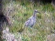 Slender-Billed Curlew