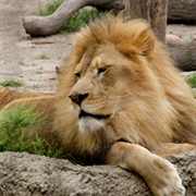 Transvaal Lion