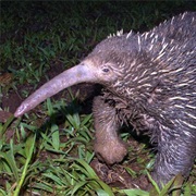 Cyclops Long-Beaked Echidna