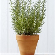 Rosemary Plant