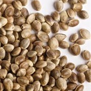 Hemp Seed