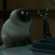 Veteran Cat and New Cat