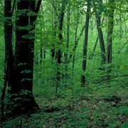 Whiteface River State Forest, Minnesota