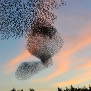 Starling Murmurations