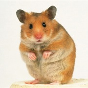 Syrian Hamster