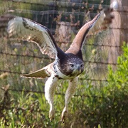 Survive a Bird Attack