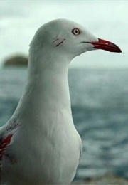 Sully as Steven Seagull (The Shallows) (2016)