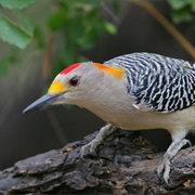 Golden-Fronted Woodpecker