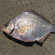 Calico Surfperch