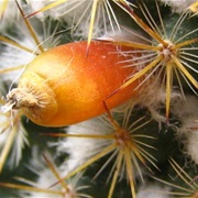 Globe Cactus (Mammillaria)