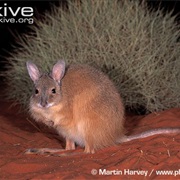 Rufous Hare-Wallaby